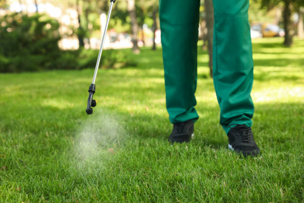 Best Emergency Pest Control  in Val Verde, CA