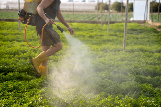 Best Mosquito Control Services  in Val Verde, CA