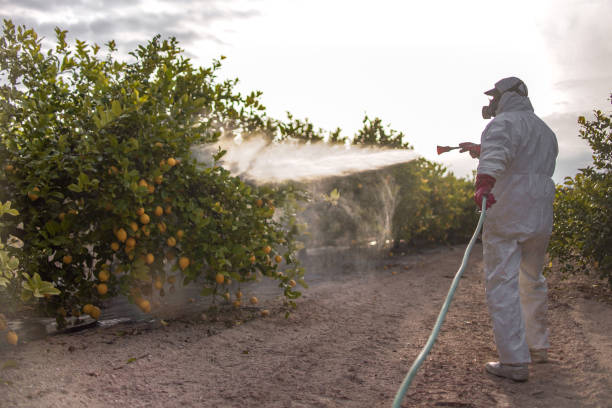 Best Affordable Pest Control Services  in Val Verde, CA