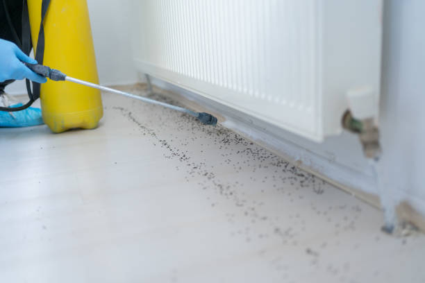 Best Pest Control Near Me  in Val Verde, CA